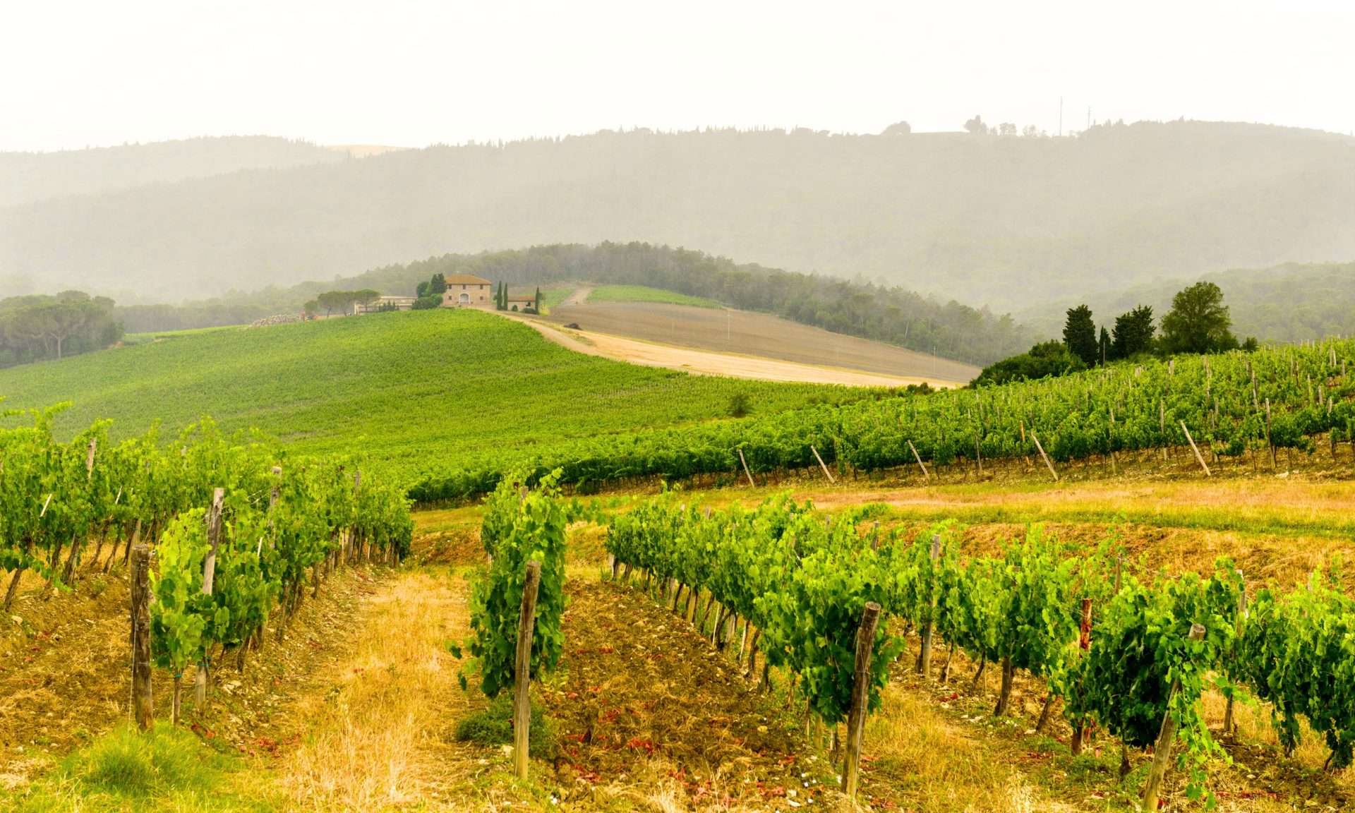 vineyards dreamer real estate