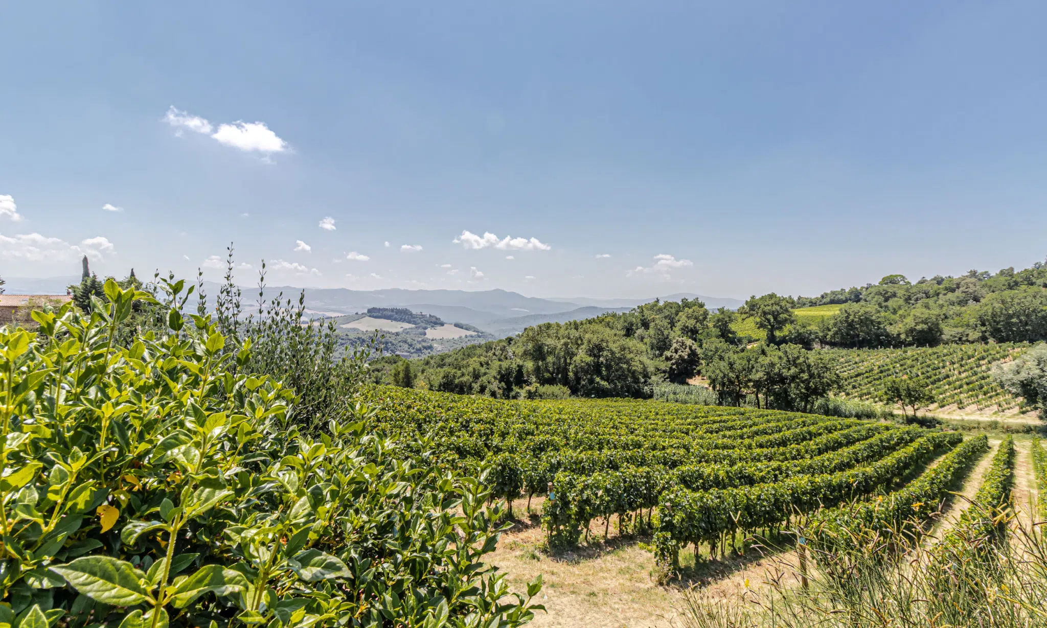 Tuscan Wines: a Symbol of Global Excellence - Vini Toscani