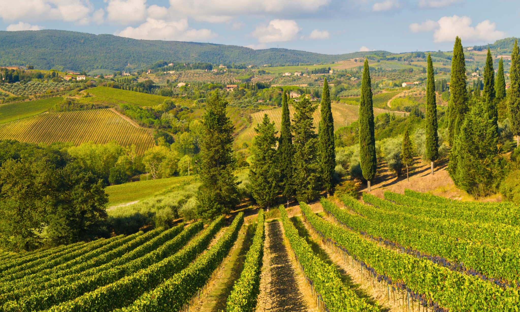 tuscan vineyards
